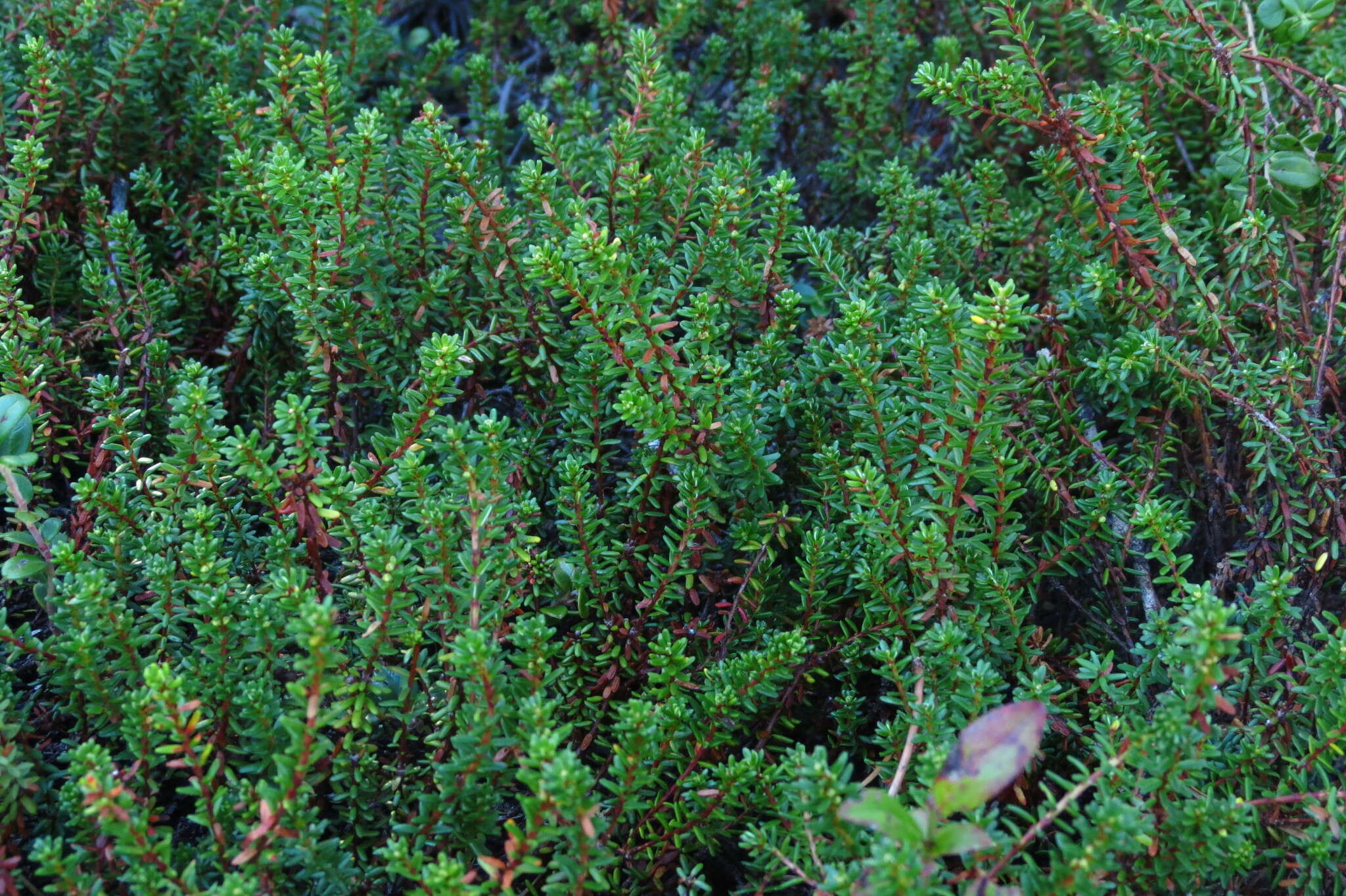 Image of black crowberry