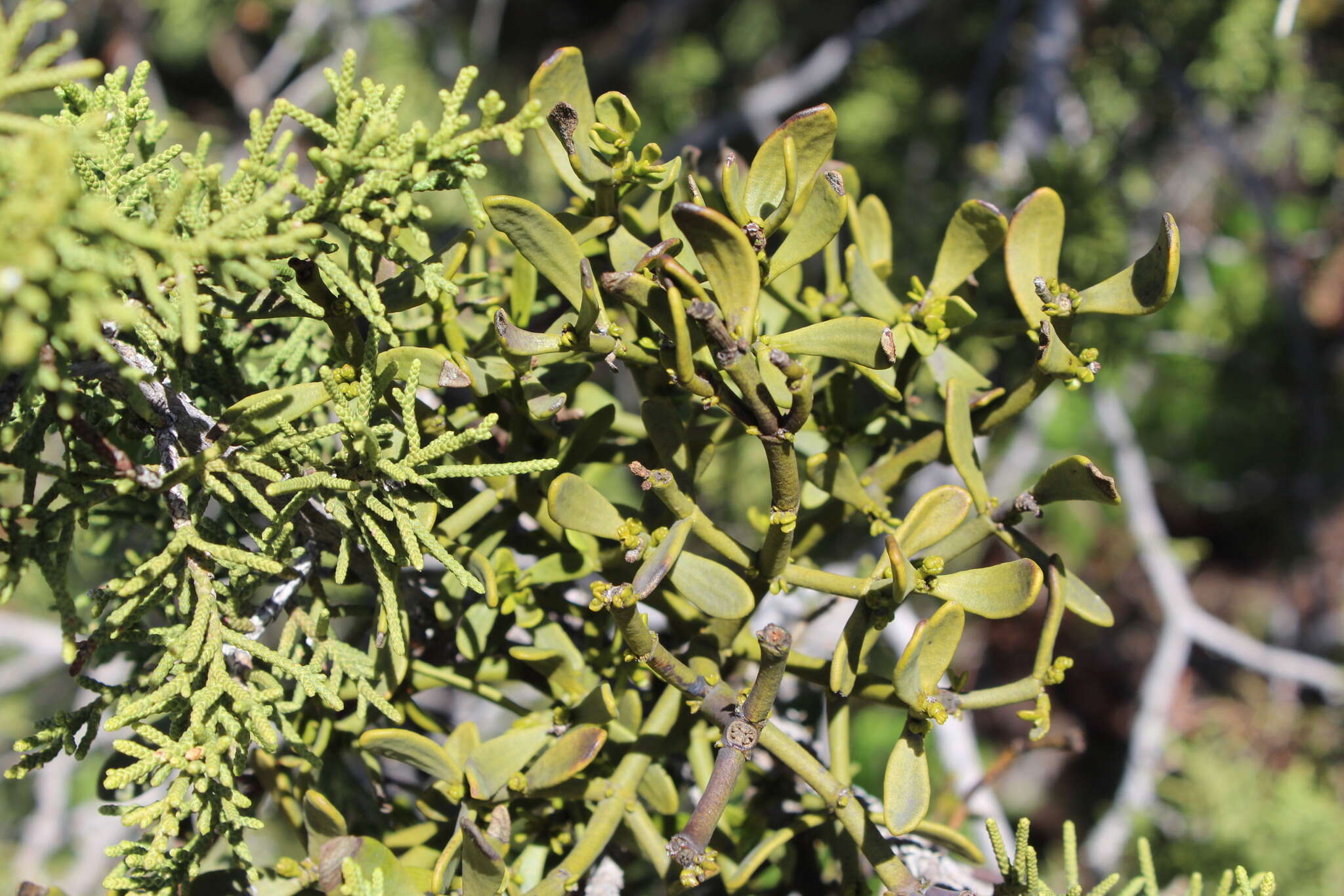 Image of dense mistletoe