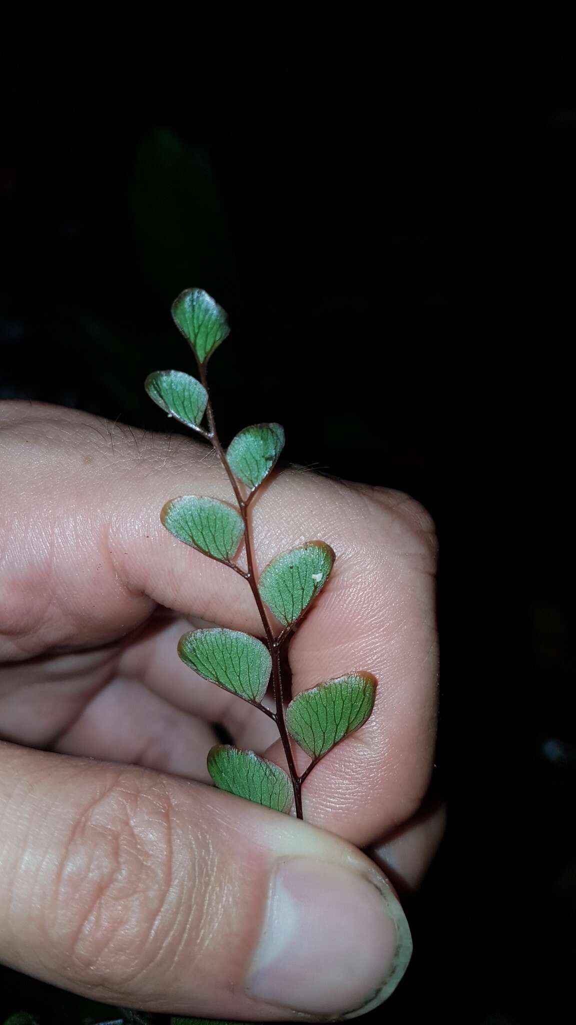 Image of Adiantum leprieurii Hook.