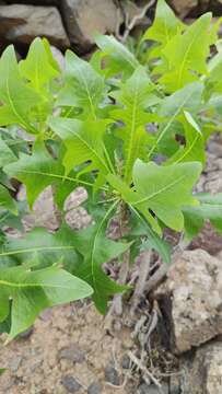 Image of Sonchus pinnatifidus Cav.