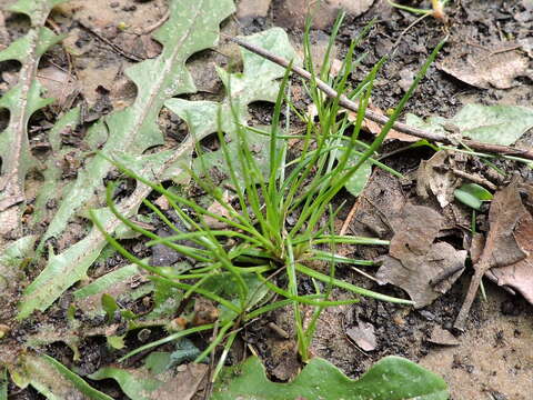 Image of Keeled Lateral-Bulrush