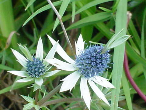 Image of Eryngium beecheyanum Hook. & Arn.