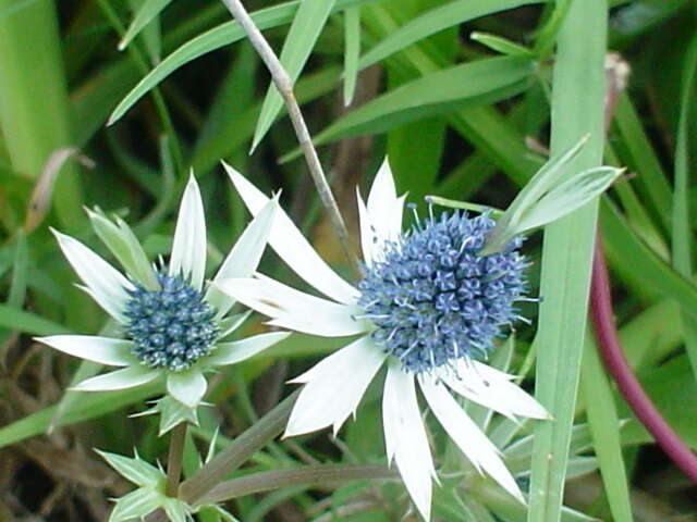 Eryngium beecheyanum Hook. & Arn. resmi