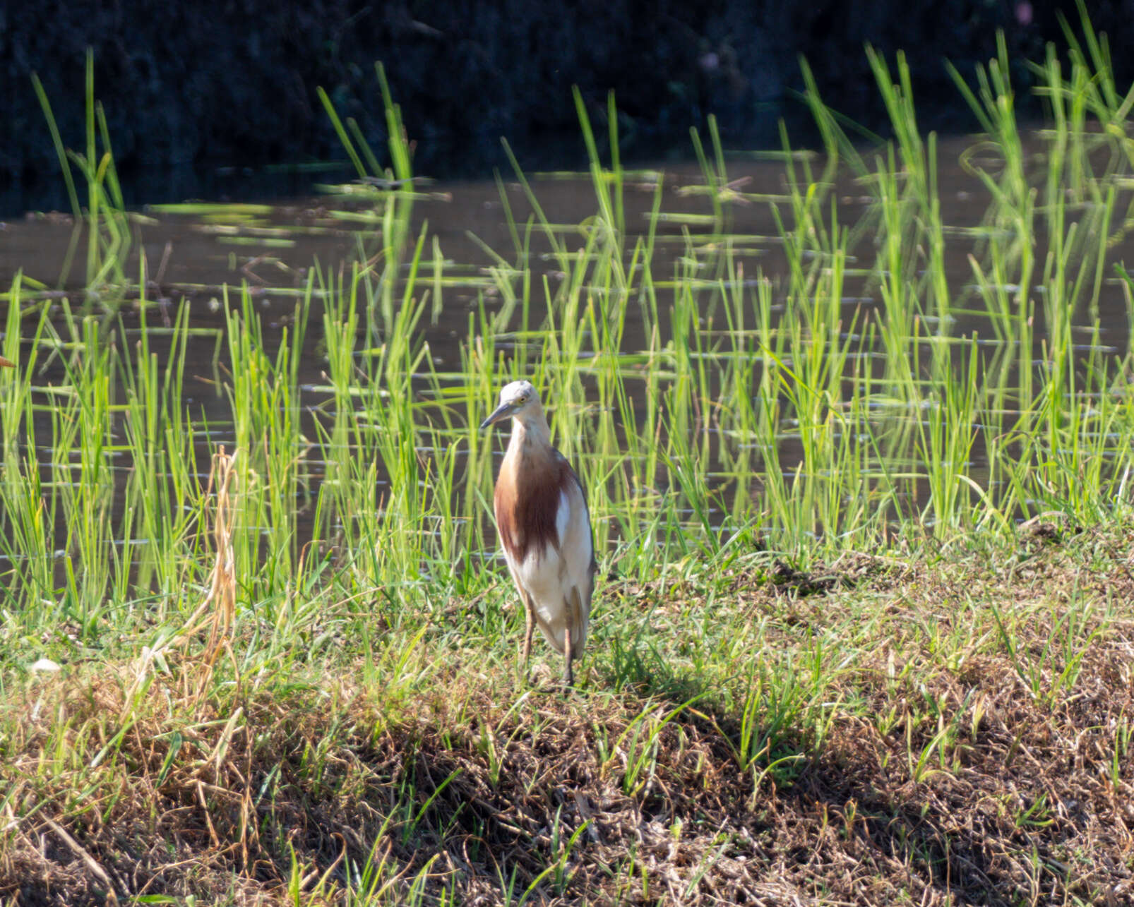 Image of Javan Pond-Heron