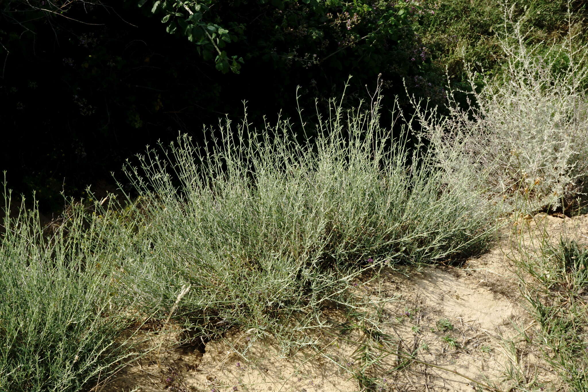 Слика од Gypsophila capitata Bieb.