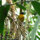 Image of Black-chinned Mountain Tanager