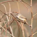 Image of River Prinia