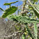 Image of Eriodictyon crassifolium var. crassifolium