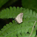 Oxymacaria temeraria (Swinhoe 1891) resmi