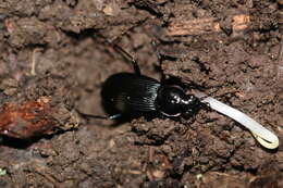 Image of Pterostichus (Platysma) niger (Schaller 1783)