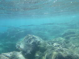 Image of Keeltail Needlefish