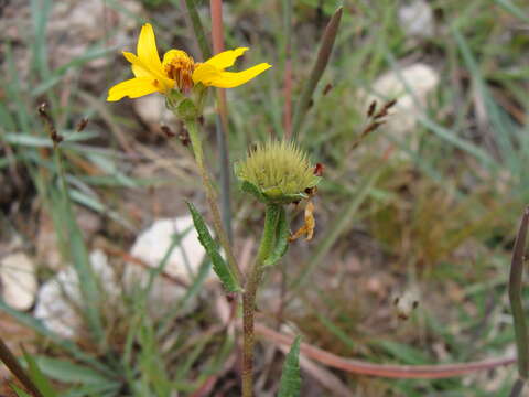 Image de Lasianthaea aurea (D. Don) K. M. Becker