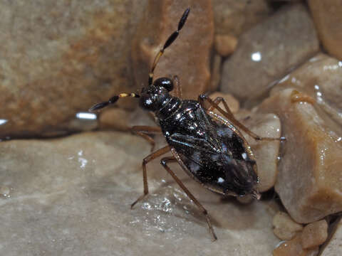 صورة Chartoscirta cocksii (Curtis 1835)