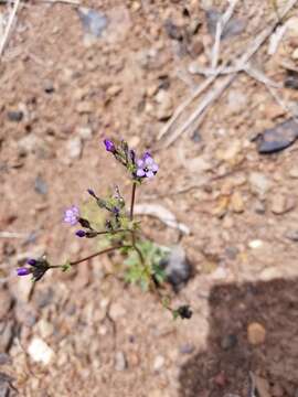 Image of Nevada gilia