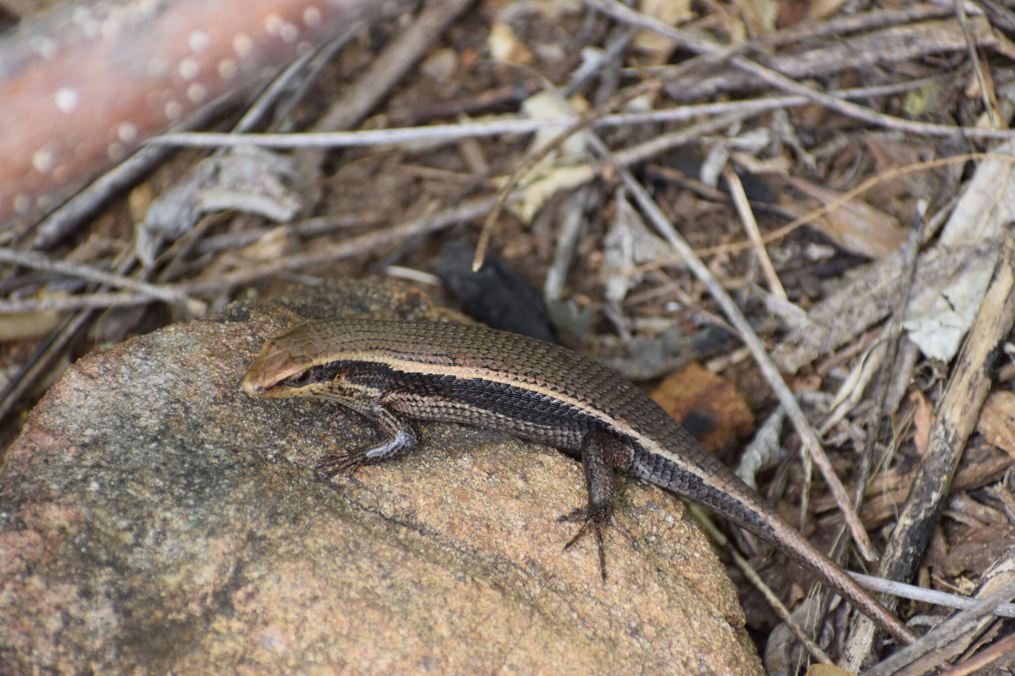 Imagem de Eutropis madaraszi (Méhely 1897)