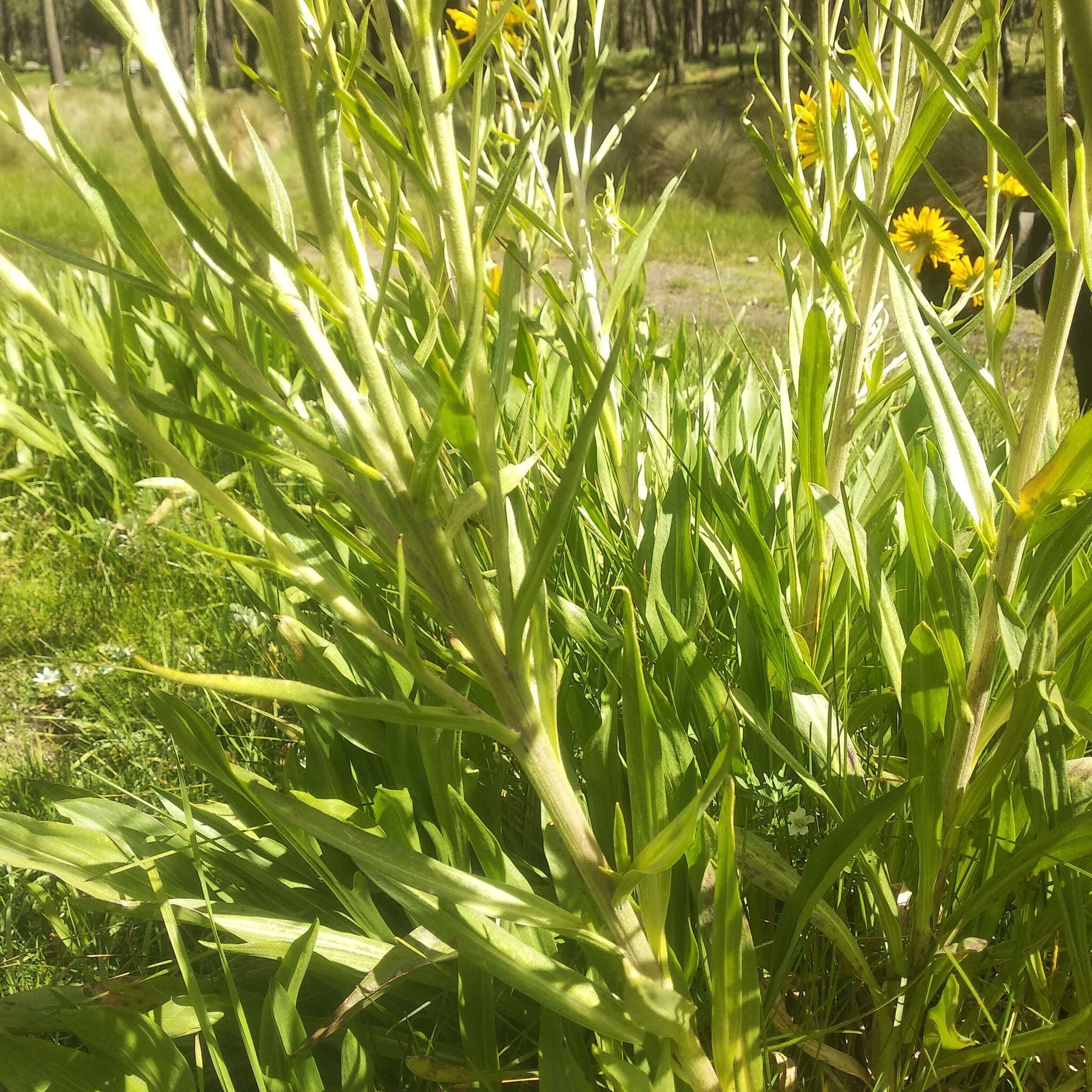 Plancia ëd Hymenoxys integrifolia (Kunth) M. W. Bierner