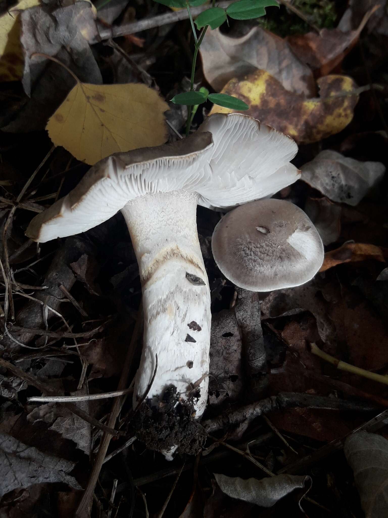 Image of Tricholoma cingulatum (Almfelt ex Fr.) Jacobasch 1892