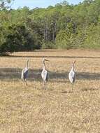 صورة Antigone canadensis pulla (Aldrich 1972)