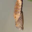 صورة Acraea petraea Boisduval 1847