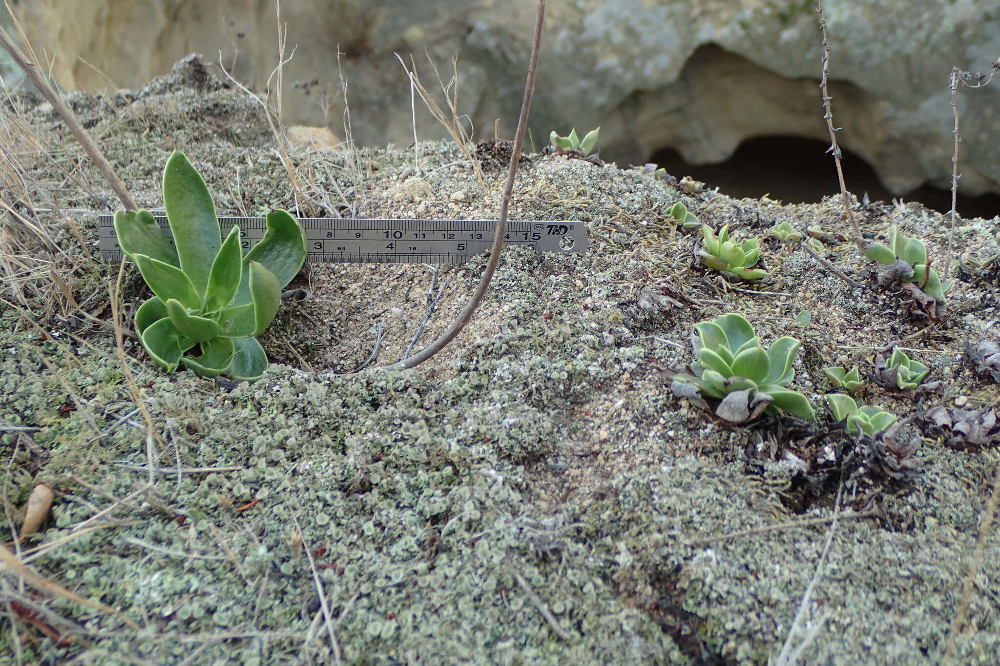 Imagem de Dudleya stolonifera Moran