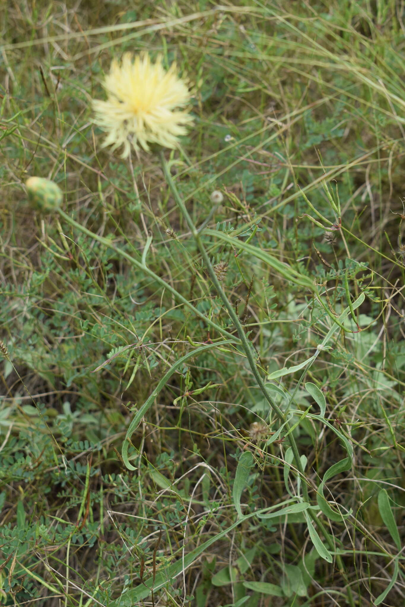 Image of Centaurea salonitana Vis.