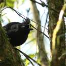 Image of Tufted Antshrike