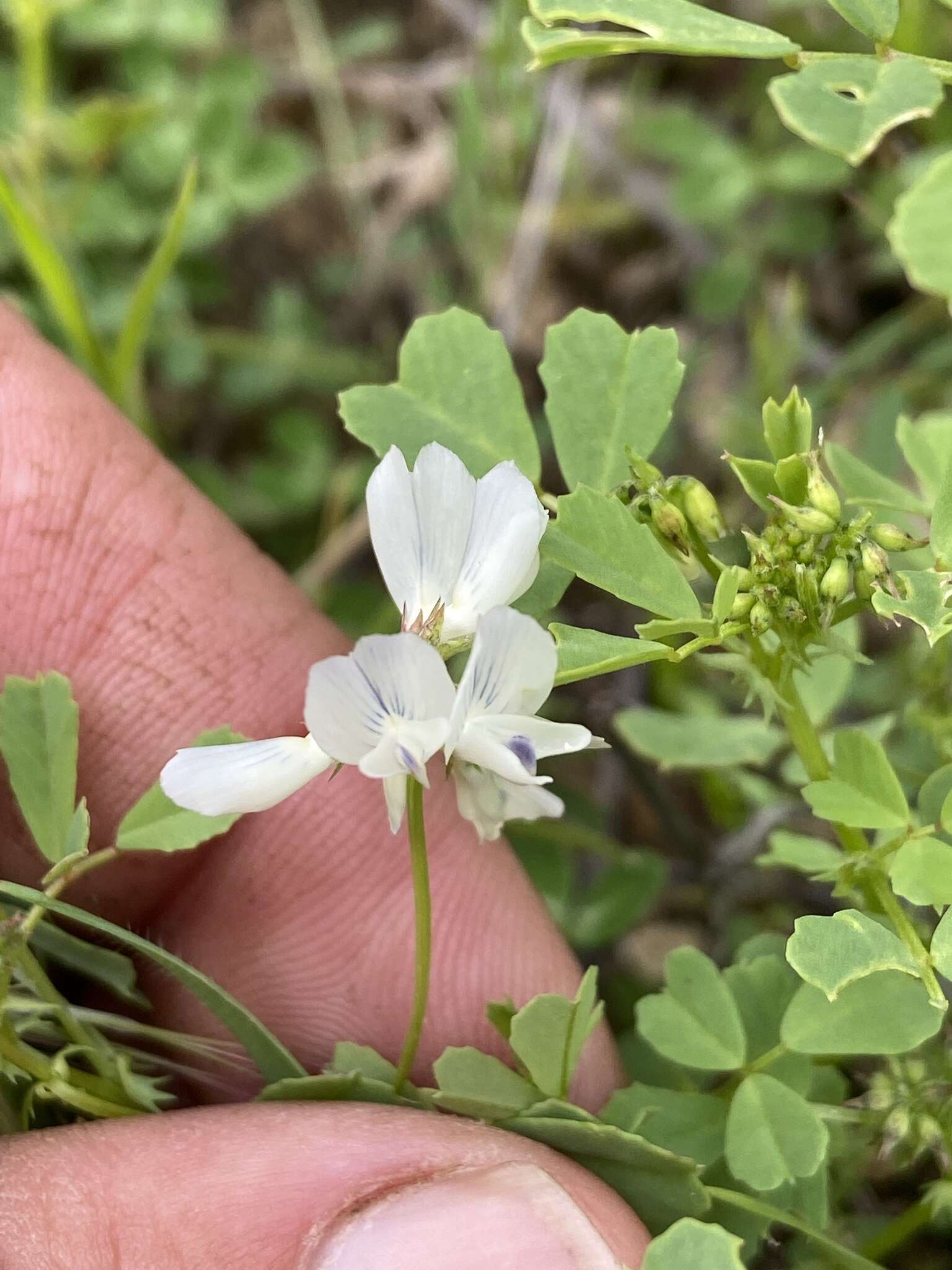 Image de Trigonella arabica Delile