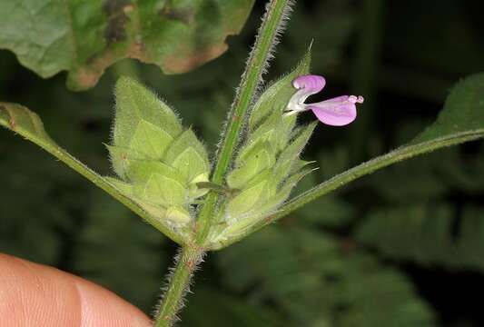 Image of Dicliptera heterostegia Nees