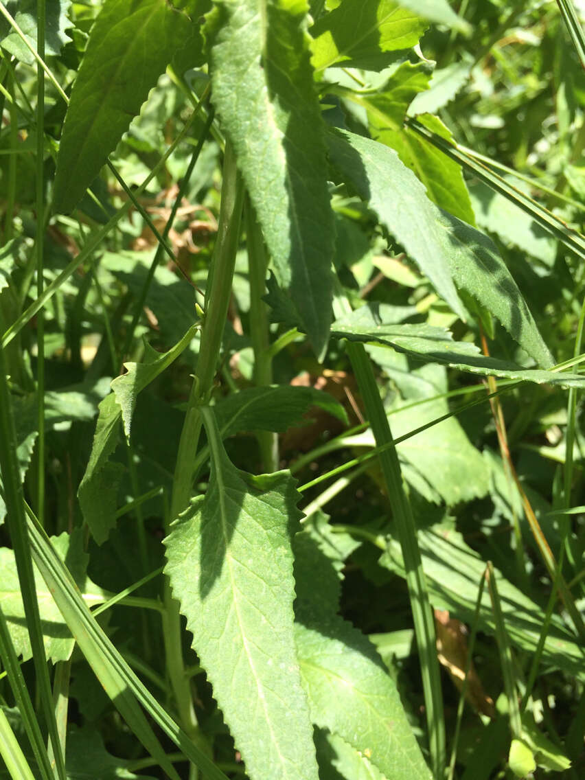 Image of arrowleaf ragwort