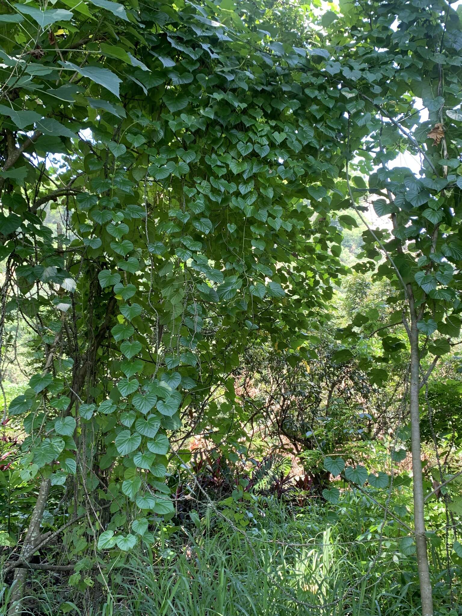 Image of Tinospora crispa (L.) Miers ex Hook. fil. & Thoms.