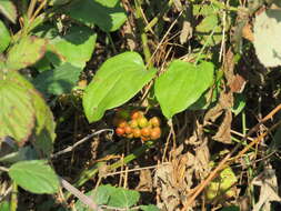 Image of Smilax excelsa L.