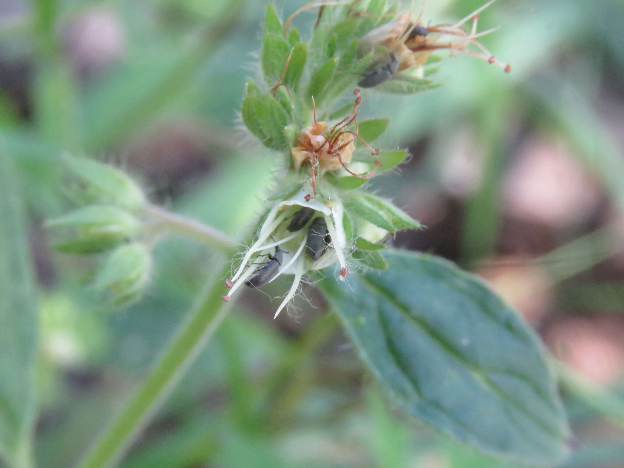 Image of Variable-Leaf Scorpion-Weed