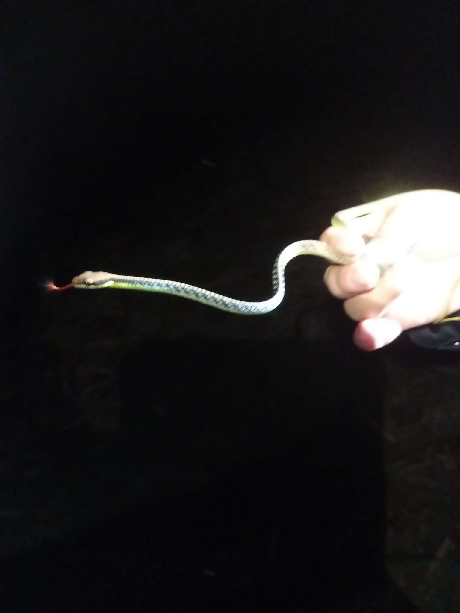 Image of Underwood’s Bronzeback snake