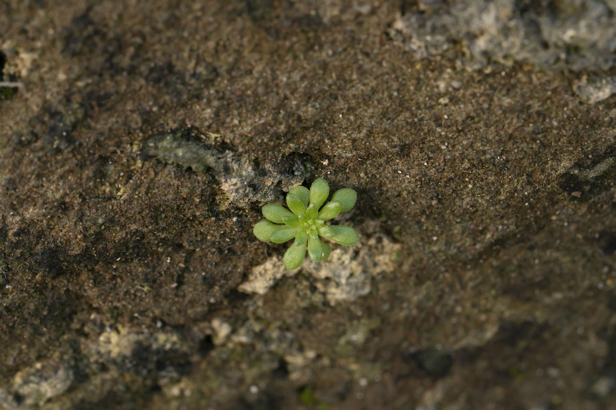 Imagem de Sedum litoreum Guss.