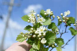 Image of Crataegus chrysocarpa var. phoeniceoides J. B. Phipps & Sennikov