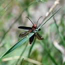 Слика од Phytoecia (Musaria) puncticollis Faldermann 1837