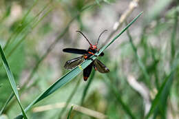 Слика од Phytoecia (Musaria) puncticollis Faldermann 1837