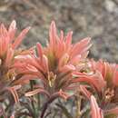 Image de Castilleja angustifolia var. flavescens (Pennell ex Edwin) N. Holmgren