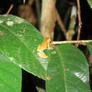 Dendropsophus brevifrons (Duellman & Crump 1974) resmi