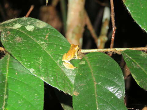 Image of Dendropsophus brevifrons (Duellman & Crump 1974)