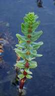 Image of Four-Leaf Mare's-Tail