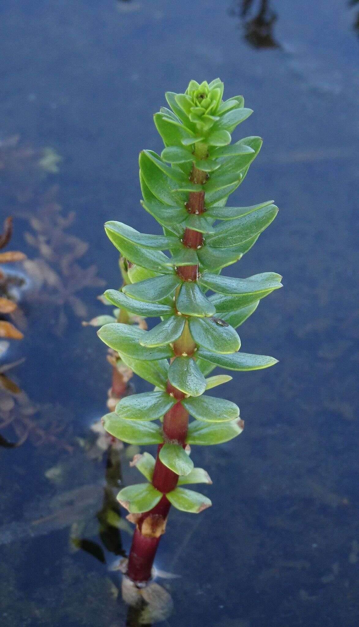 Image of Four-Leaf Mare's-Tail