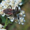 صورة Apiomerus montanus Berniker & Szerlip ex Berniker et al. 2011