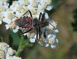 Plancia ëd Apiomerus montanus Berniker & Szerlip ex Berniker et al. 2011