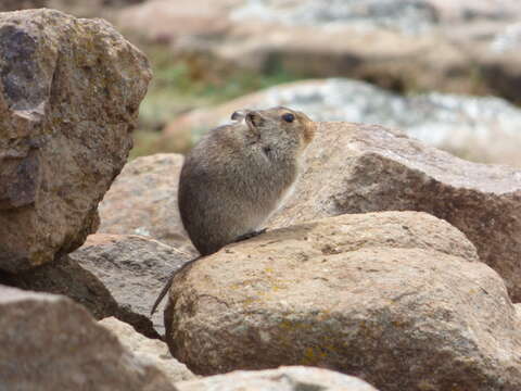 Image of Sloggett's Vlei Rat