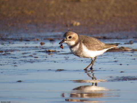 Image of Two-banded Plover