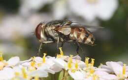 Image of Miltogramma punctata Meigen 1824