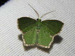 صورة Chloropteryx nordicaria Schaus 1901