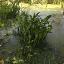 Image of green arrow arum