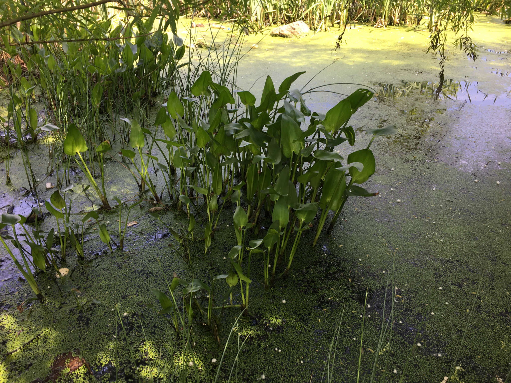 Image of green arrow arum